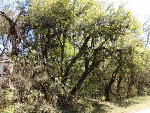 Tree Moss, like Spanish Moss in the Southeastern USA.